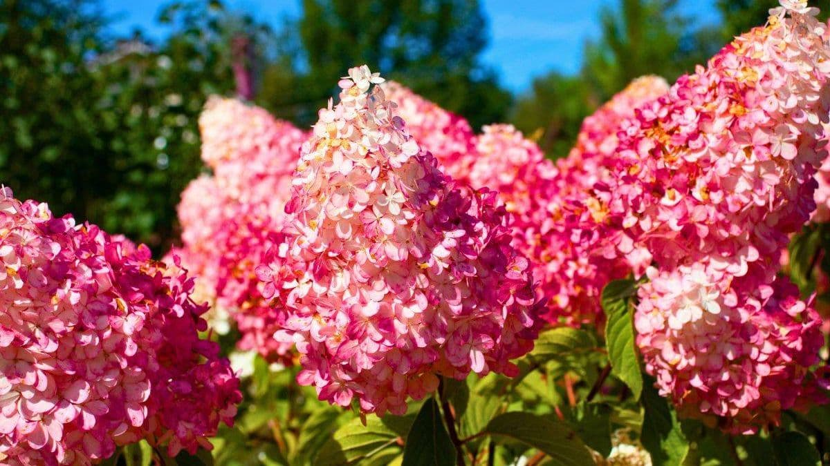 Hydrangeas Stay Healthy in Summer with One Task