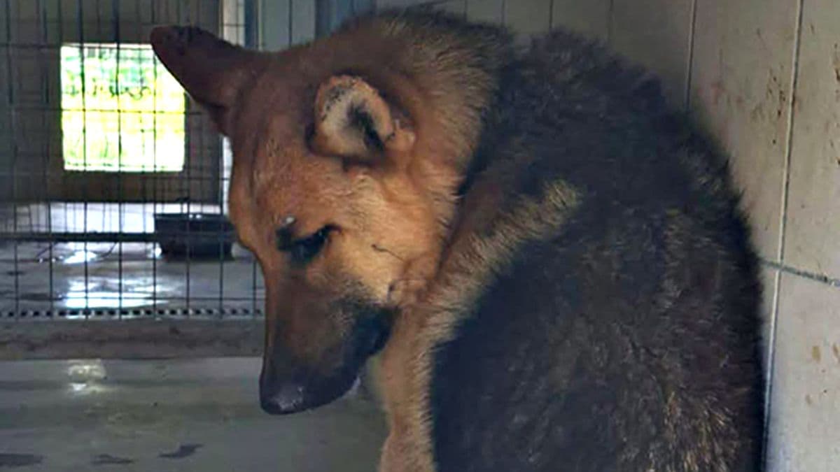 Dog Needs New Home in the UK