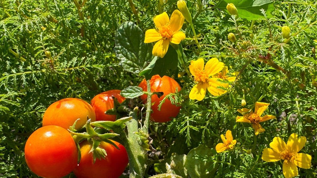 Alan Titchmarsh suggests growing one plant with tomatoes to stop pests