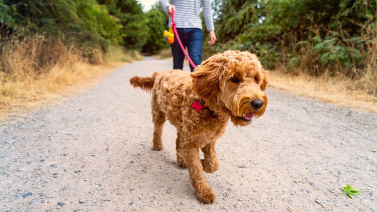 A Family Needs Someone to Care for Their Dogs