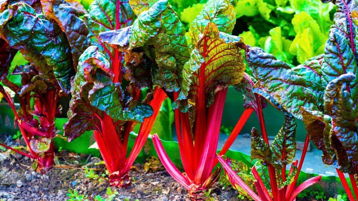 Rhubarb Grows Bigger Stalks with a 30-Second Task in June
