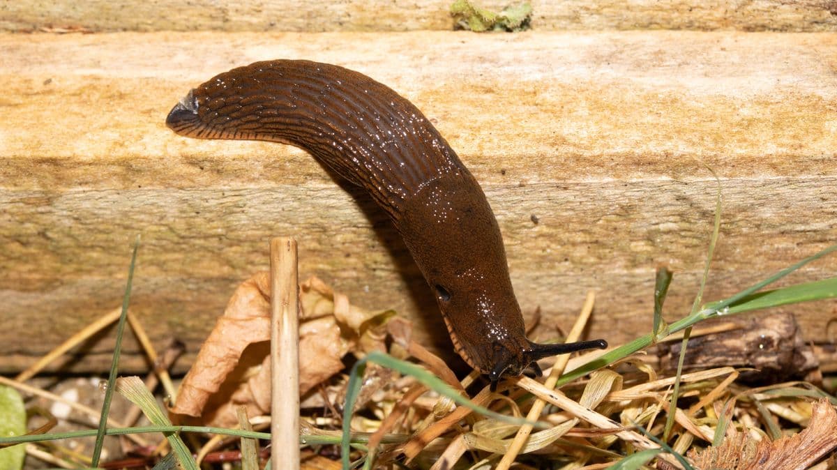 Keep Slugs and Snails Away from Your Plants with a Simple Item