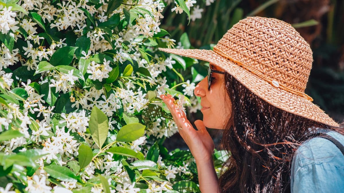 Help Your Jasmine Plant Grow Many Flowers