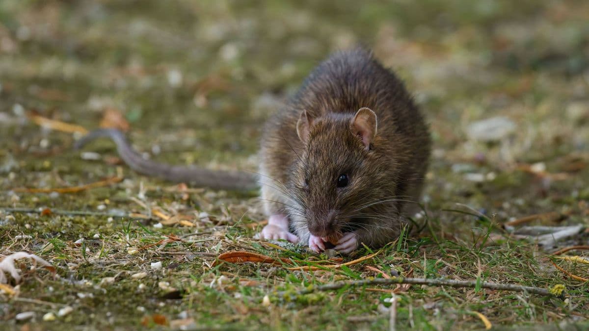 Gardeners Should Use a £1.47 Item to Keep Rats Away