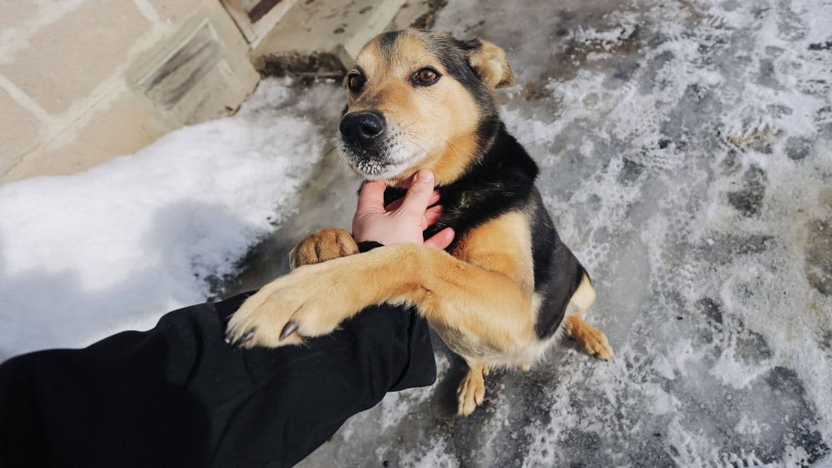 Signs Your Dog is Anxious and How to Help