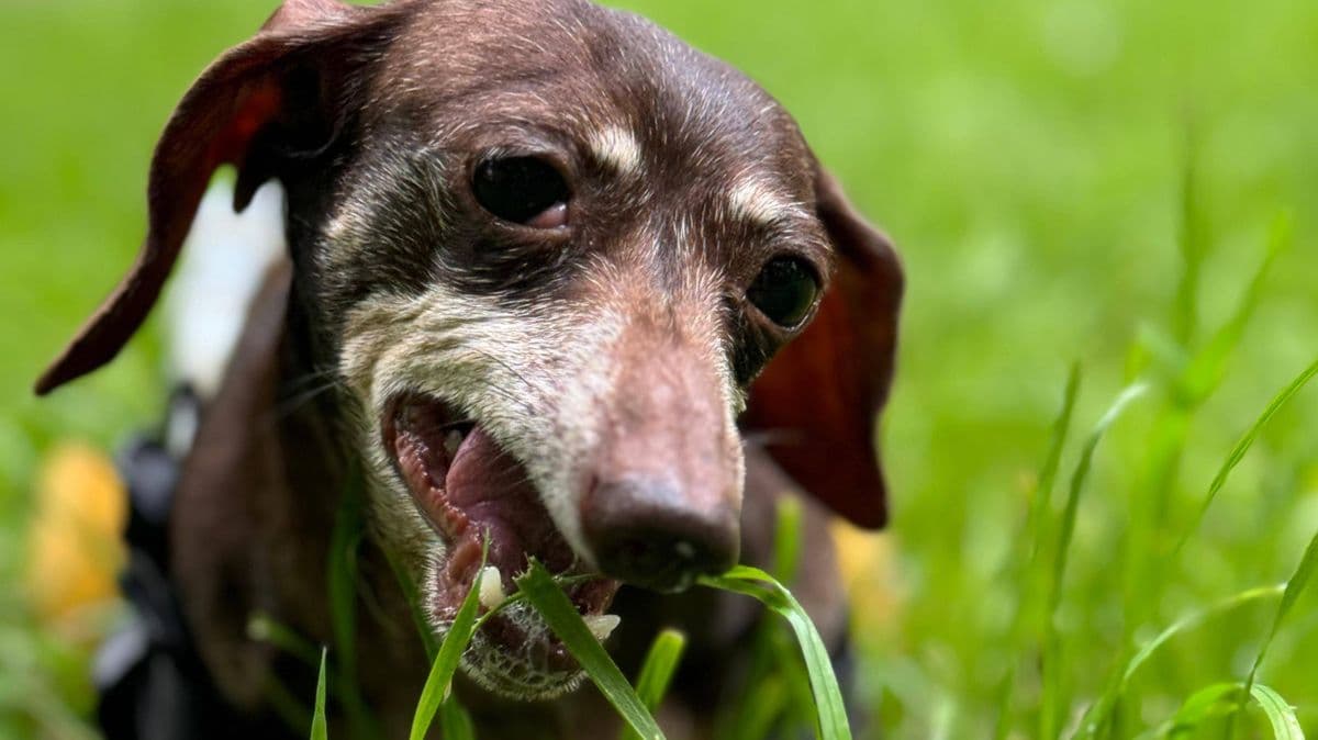 Why Dogs Eat Grass