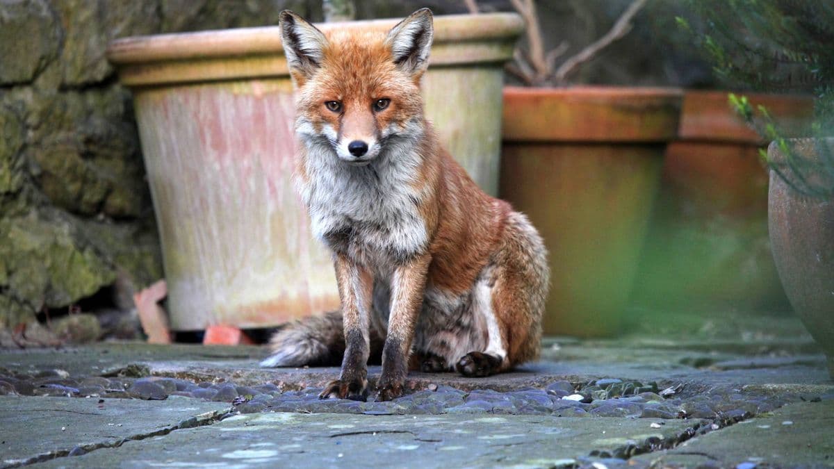 Keep Foxes Out of Your Garden with a Simple Ingredient