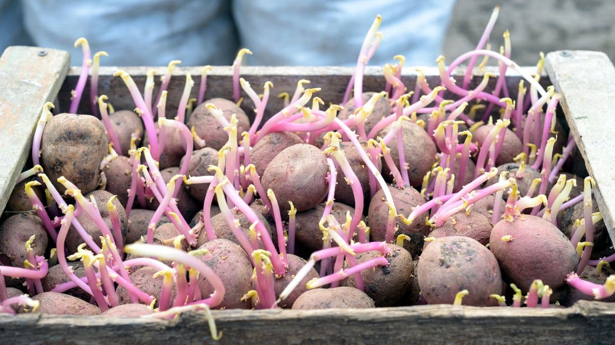 Don't Throw Away Old Potatoes