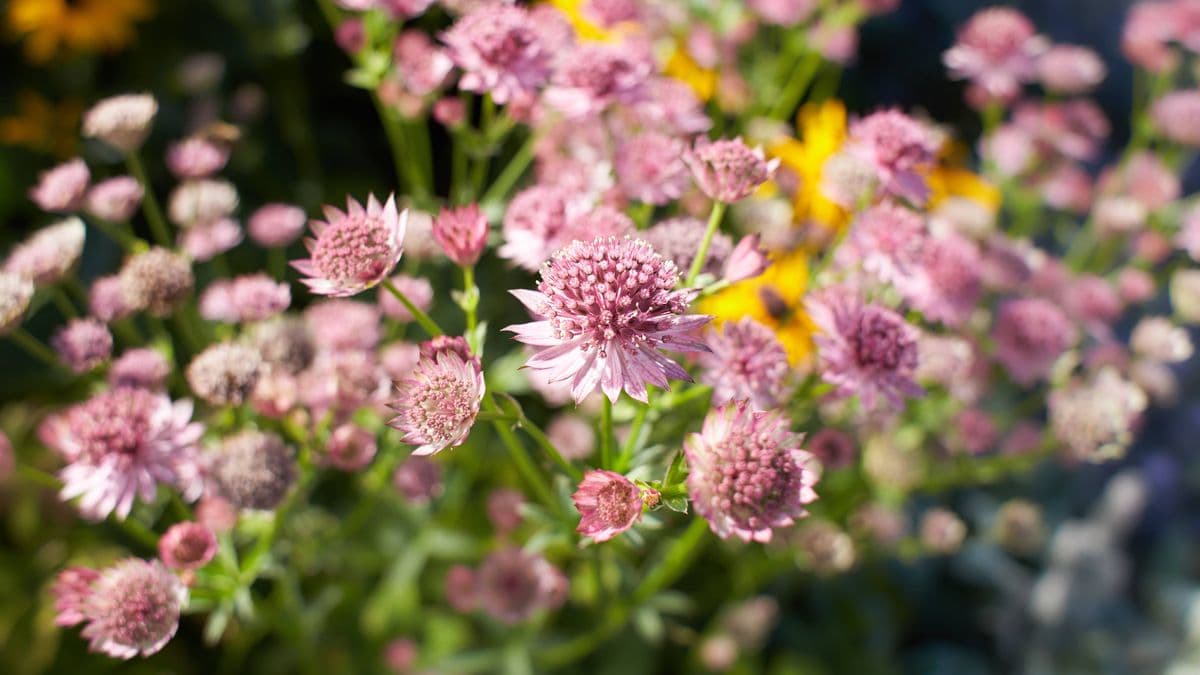 Astrantia Major: A Beautiful and Easy-to-Grow Plant