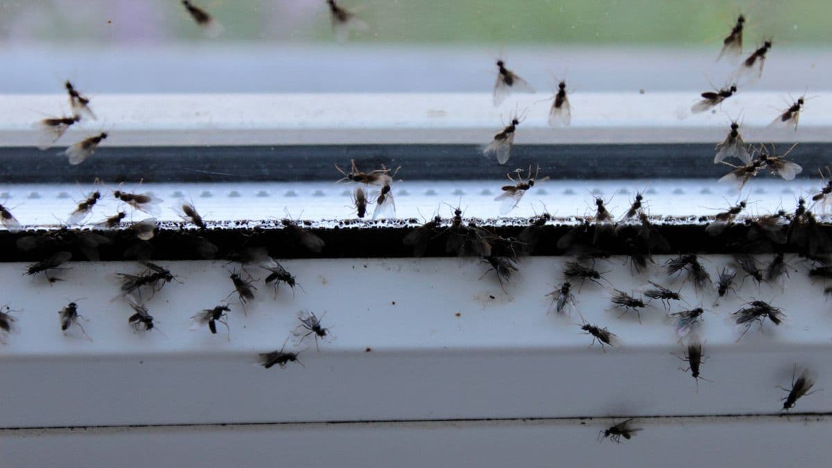 Keep Flies Away from Home and Garden in the Heat