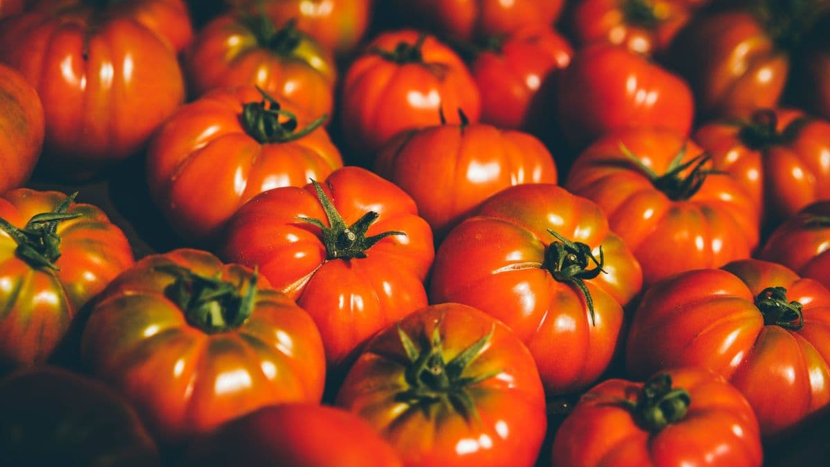Warning About Tomatoes for Supermarket Shoppers
