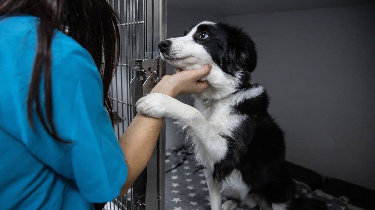 Abandoned Dog Wakes Up From Surgery Scared of Being Left Behind