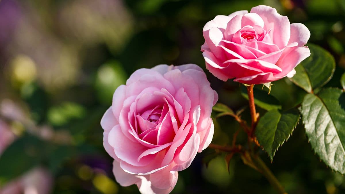 Keep Roses Healthy with a Simple Kitchen Item