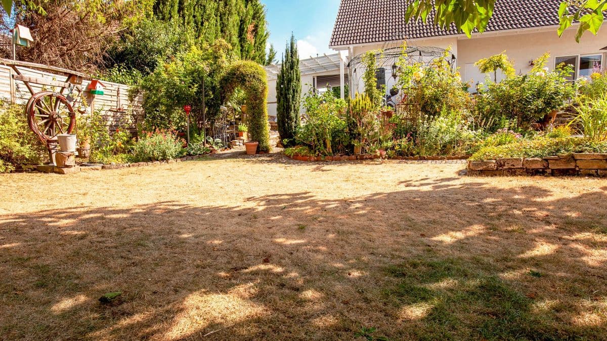Help Your Lawn After a Heatwave