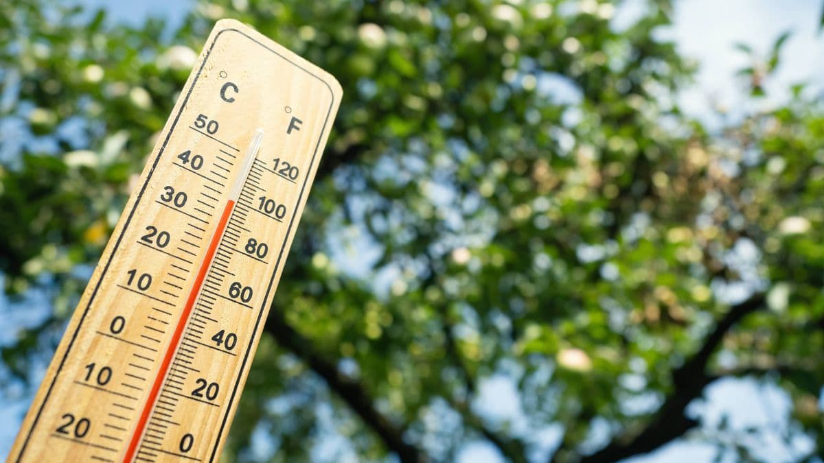 Woman Surprised by Fruit Growing in Garden Due to Heatwave