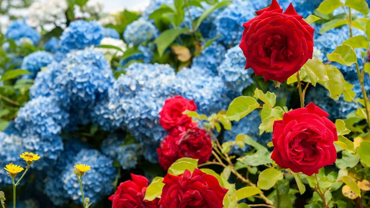 Roses and Hydrangeas Need Extra Care in the Heat