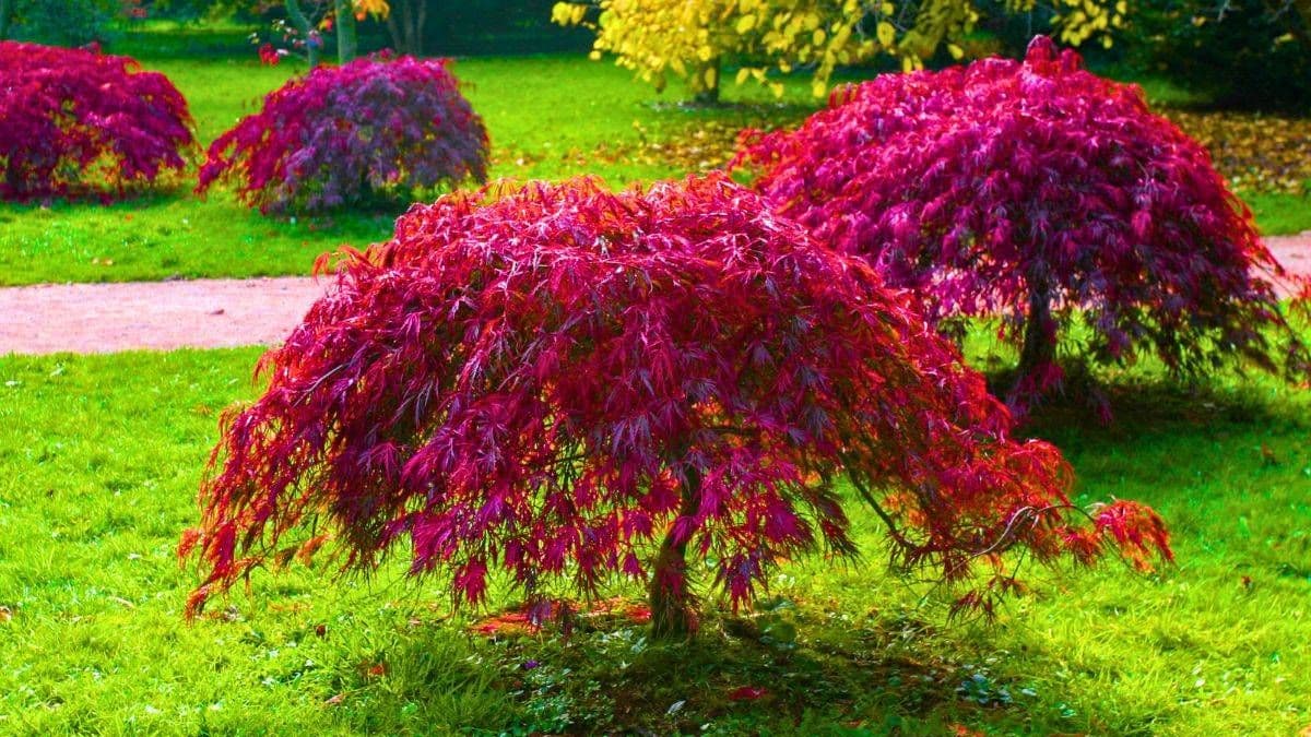 Help Japanese Maples Stay Healthy in Summer