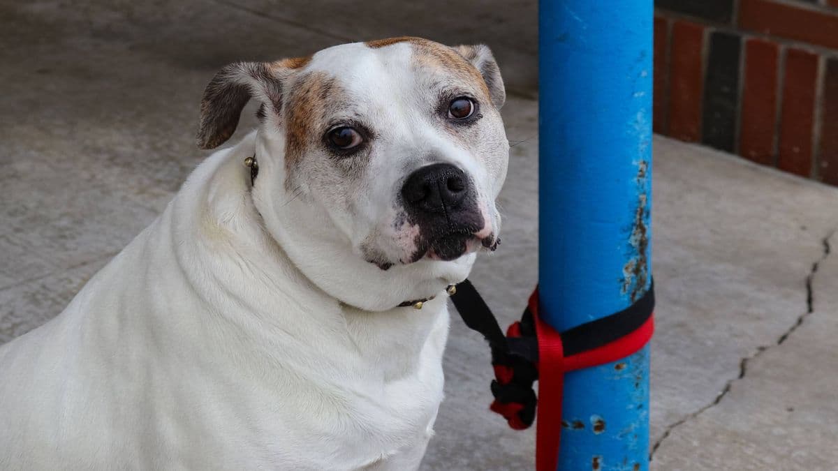 UK Areas Where Many Dogs Are Stolen and Most Stolen Dog Breeds