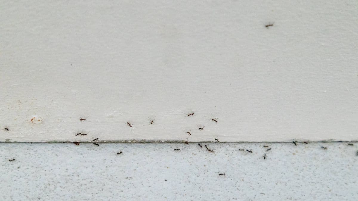 Kill ants with a simple trick