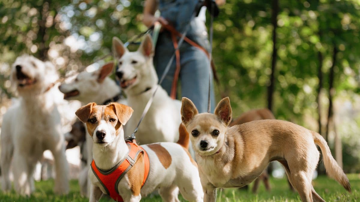 Vet warns about popular dog breed