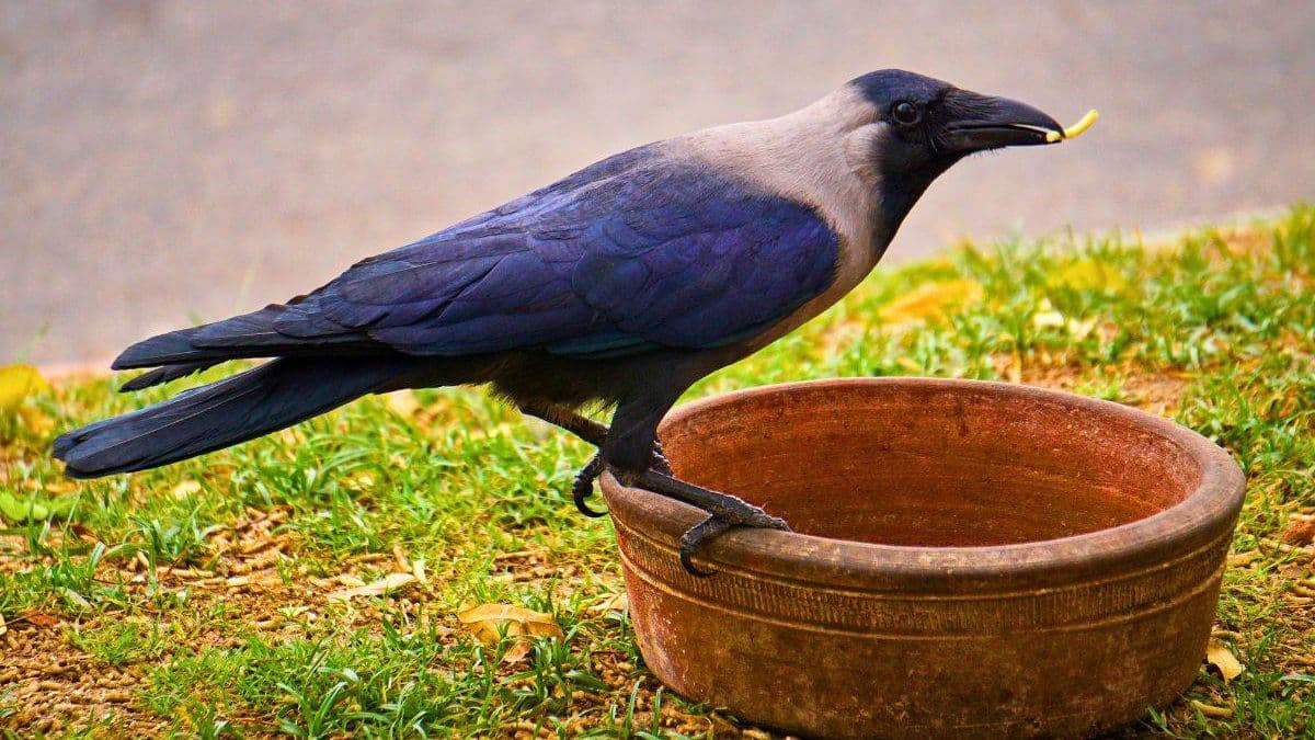 Crows Will Visit Your Garden If You Feed Them One Simple Food