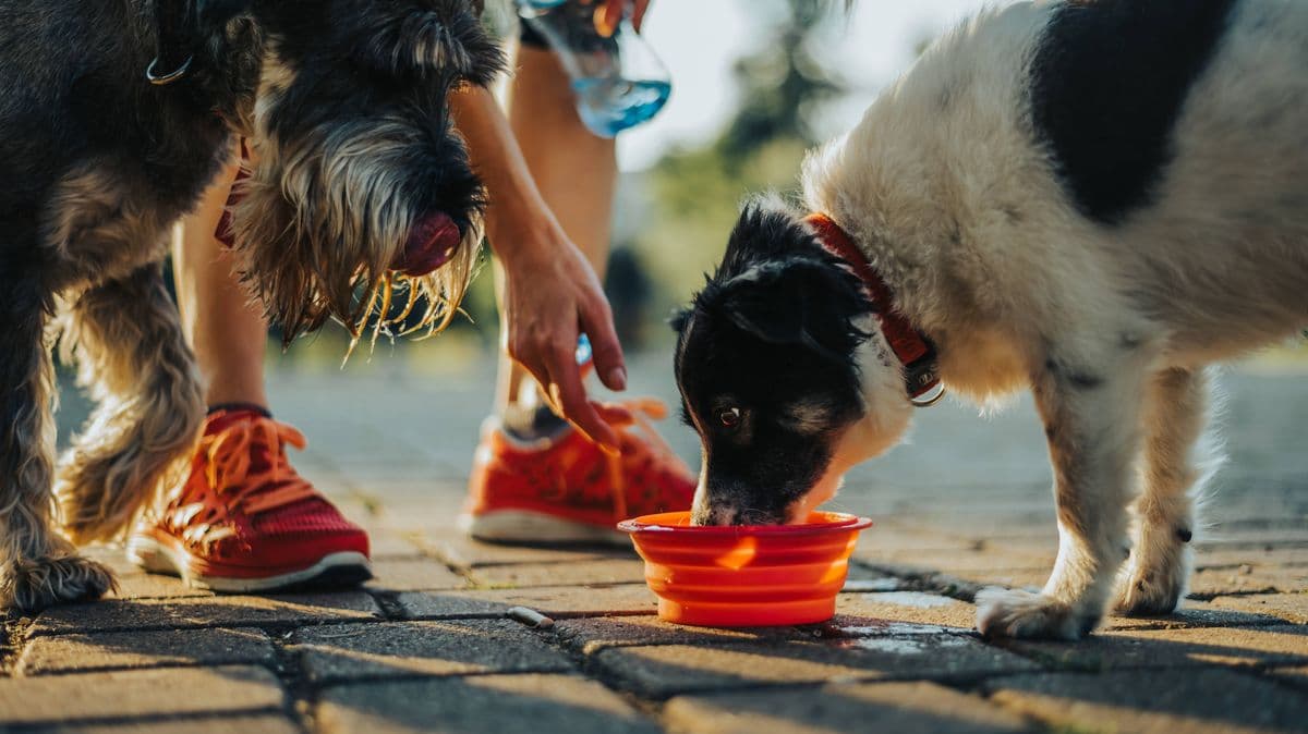 Vet Nurse Warns Dog Owners About Drinking Water