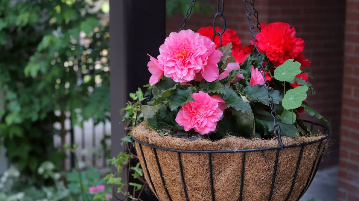 Five plants that need extra care in the UK heatwave
