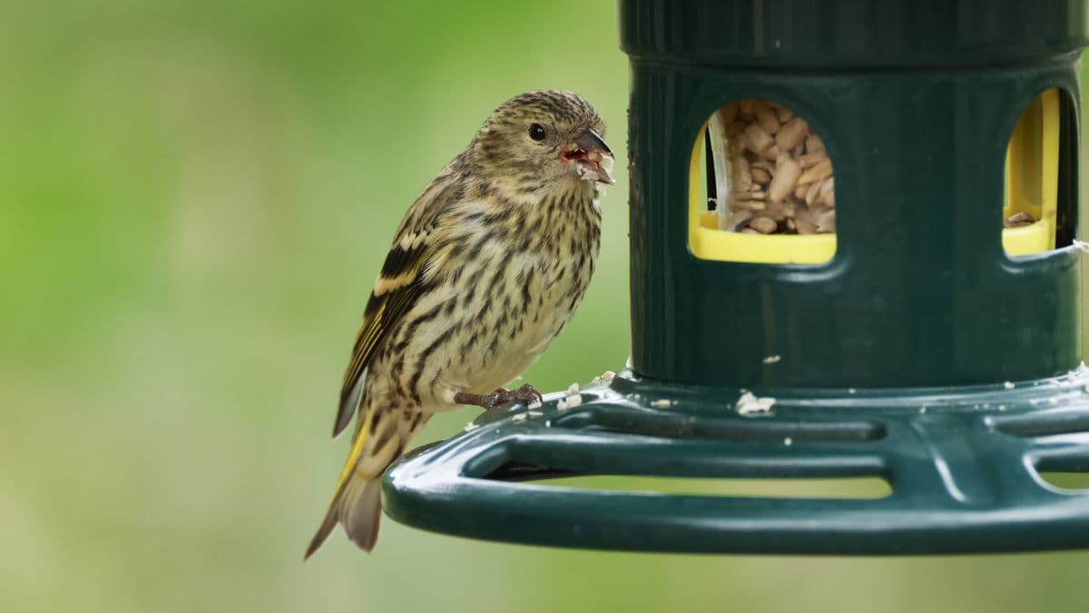Help Birds in Your Garden This July