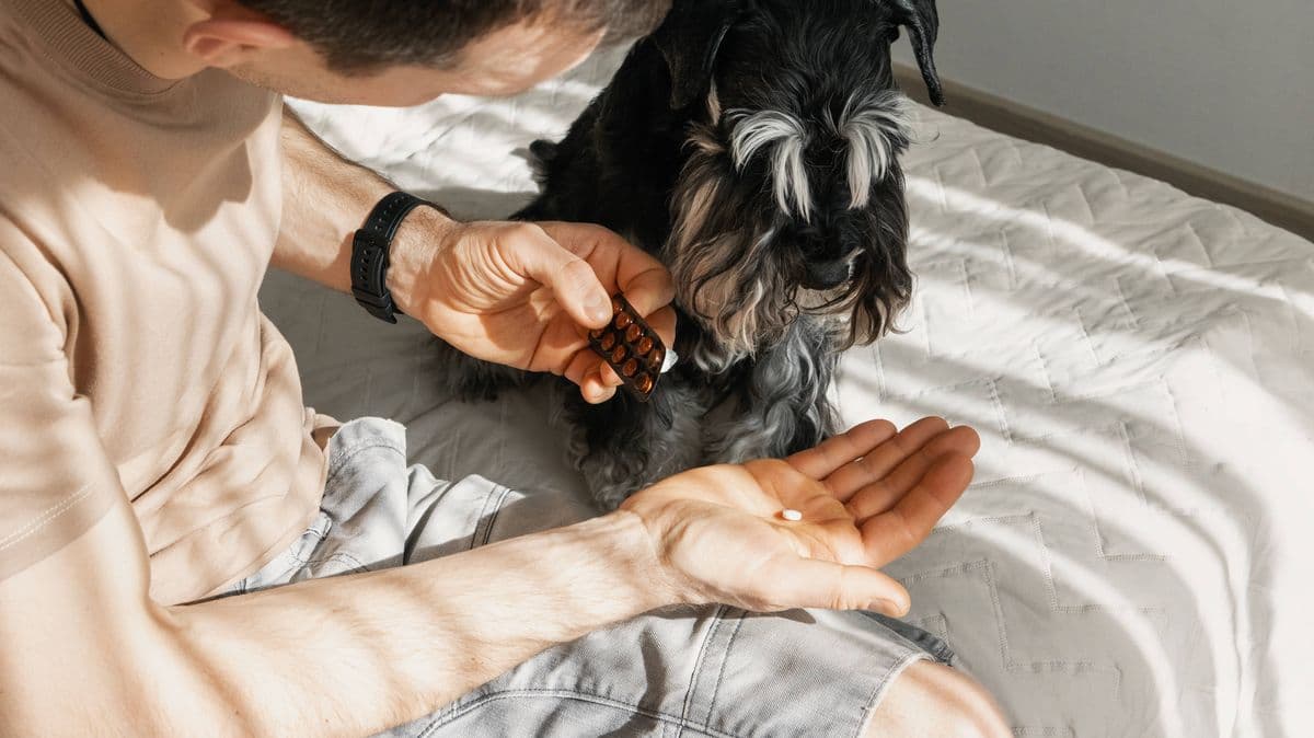 Pet owners may pay less for prescriptions