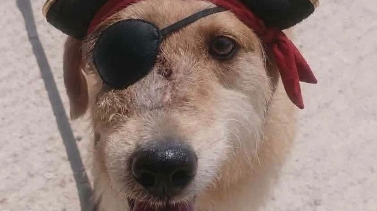 Brave Dog Searches for New Home