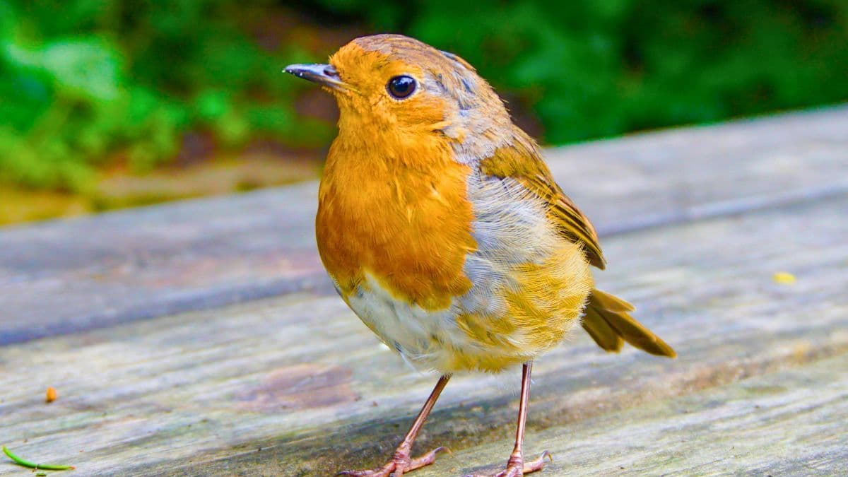 Help Robins in Your Garden This July