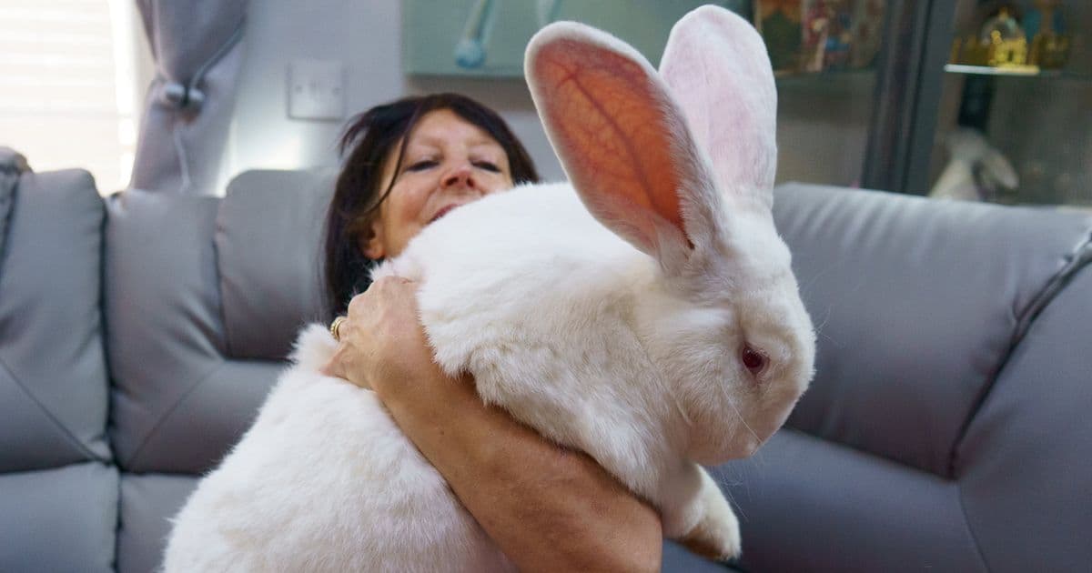 Giant Rabbit Weighs 21lb, Has Own Bedroom