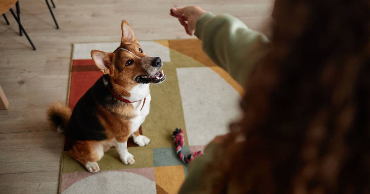 5 signs you should not own a dog no matter the breed or age