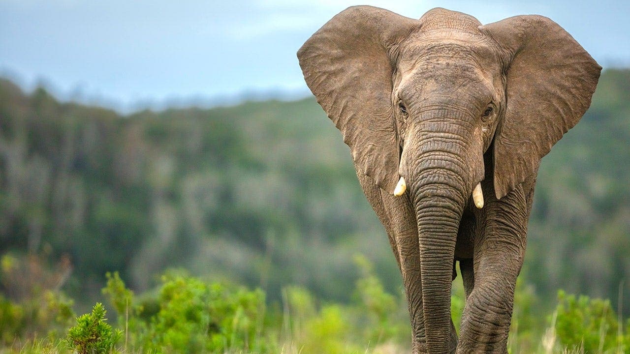 Elephants Helped Early Humans Survive